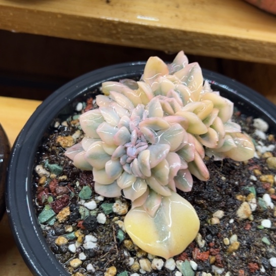雪精灵 缀化 夏鸣园艺
