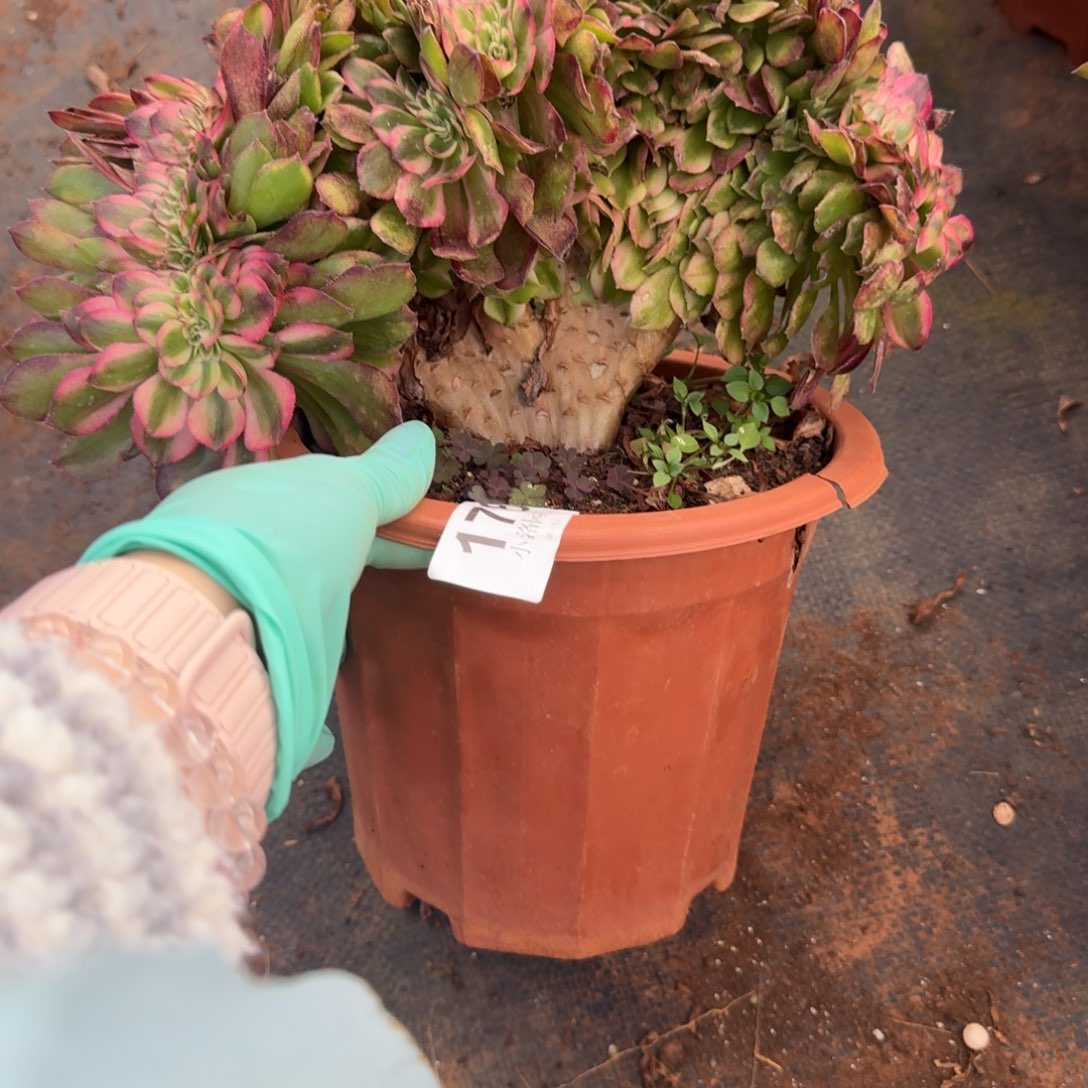 178荔枝缀化多肉植物满28包邮