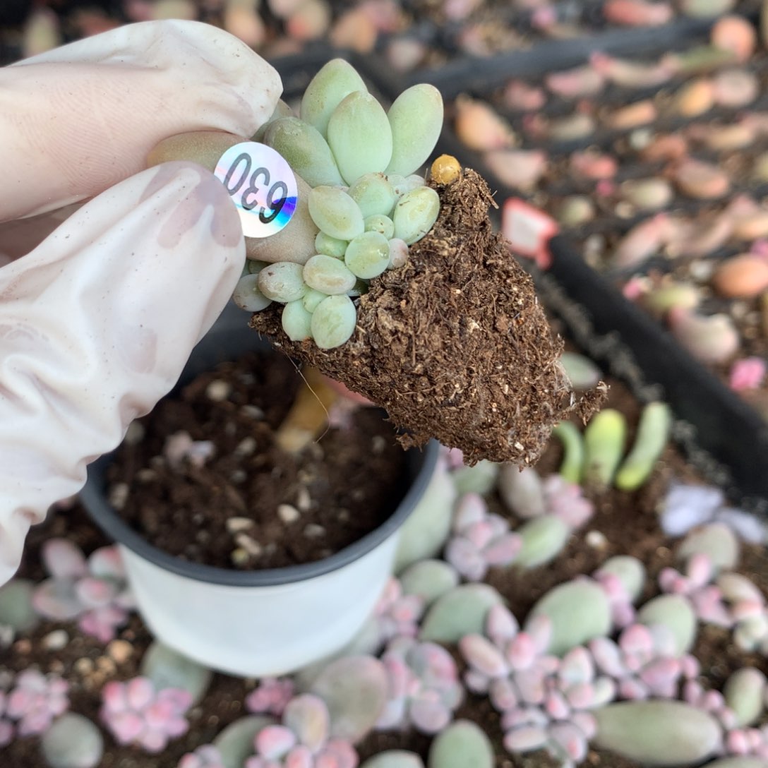 630 ，苹果奶酪多肉