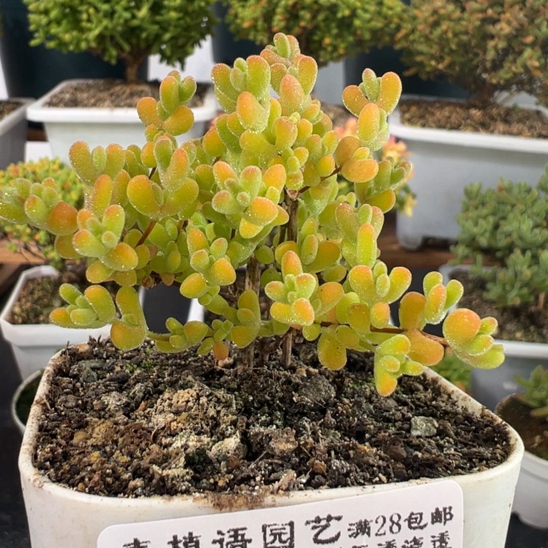 D2759黄金莱斯一物一拍