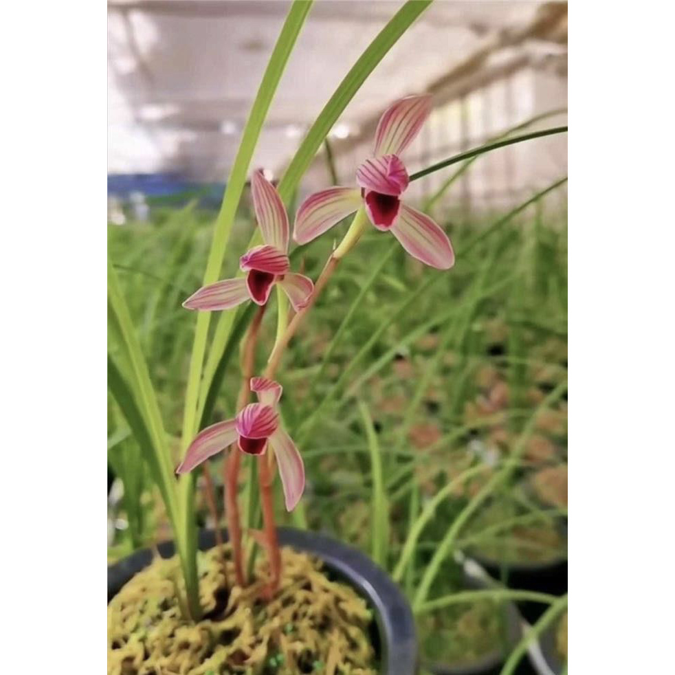 【烈焰红唇】莲瓣兰名品 国兰花开浓香 好养易活 对版 人工种植