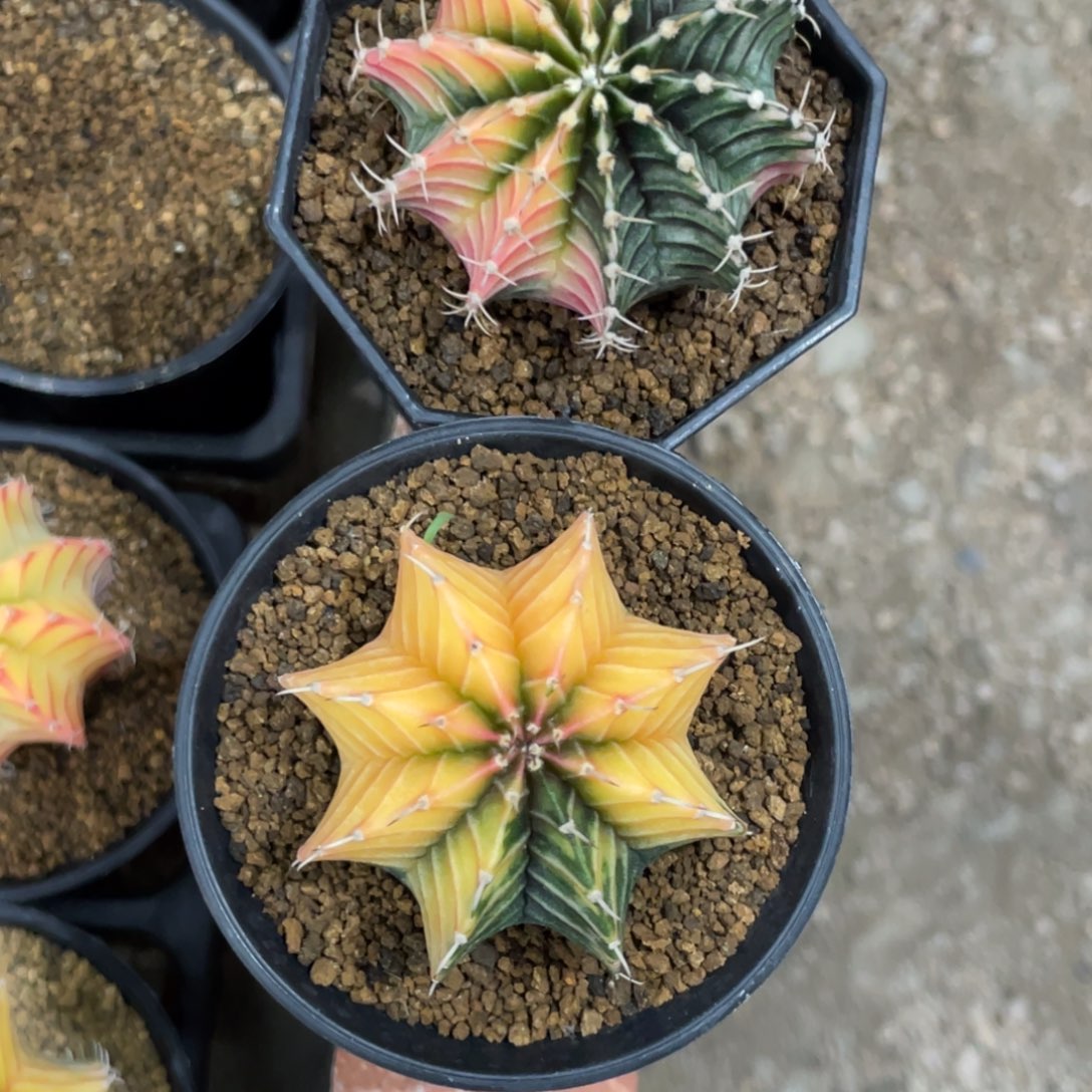 蕃***茄当前无花朵，栽培后可花朵肋骨锦两颗