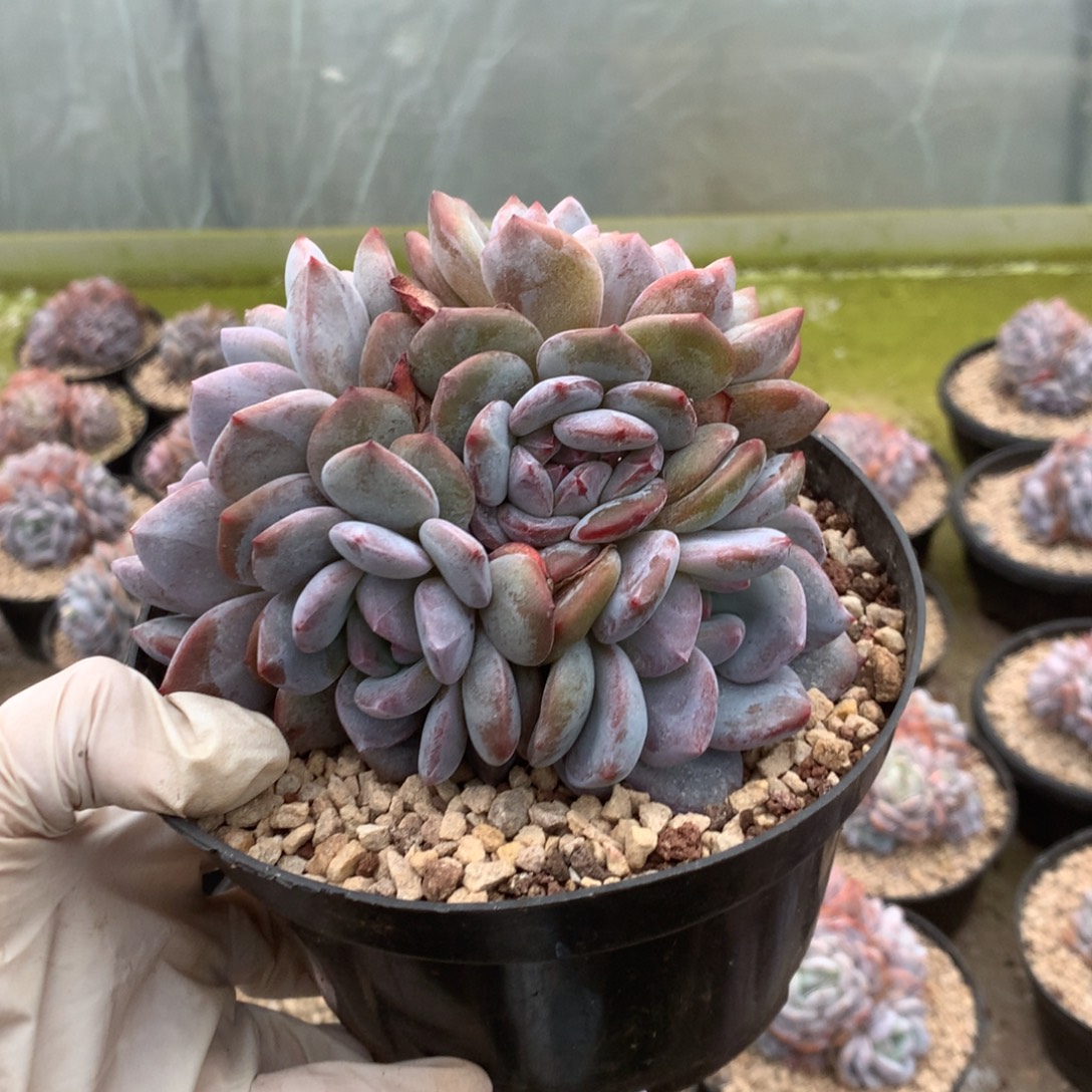 无花朵哈哈哈哈哈哈哈哈37