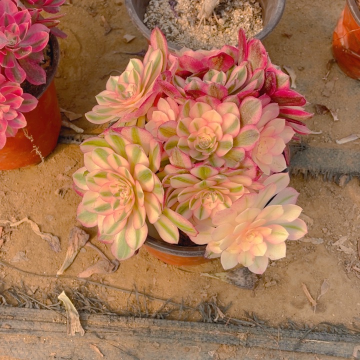 440倾城法师多肉断枝不售后