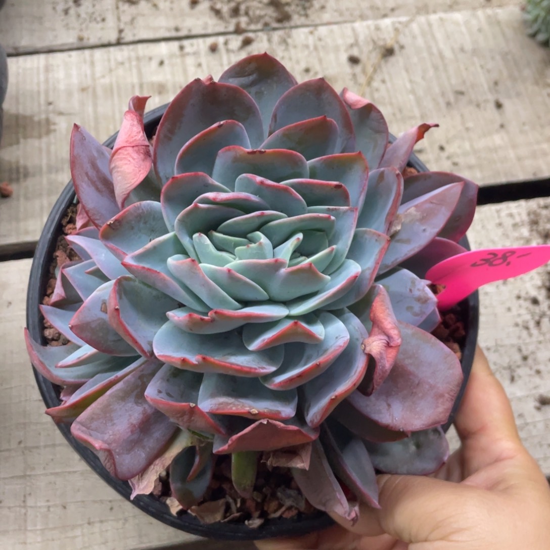 布鲁蓝缀化六头无砍无摘