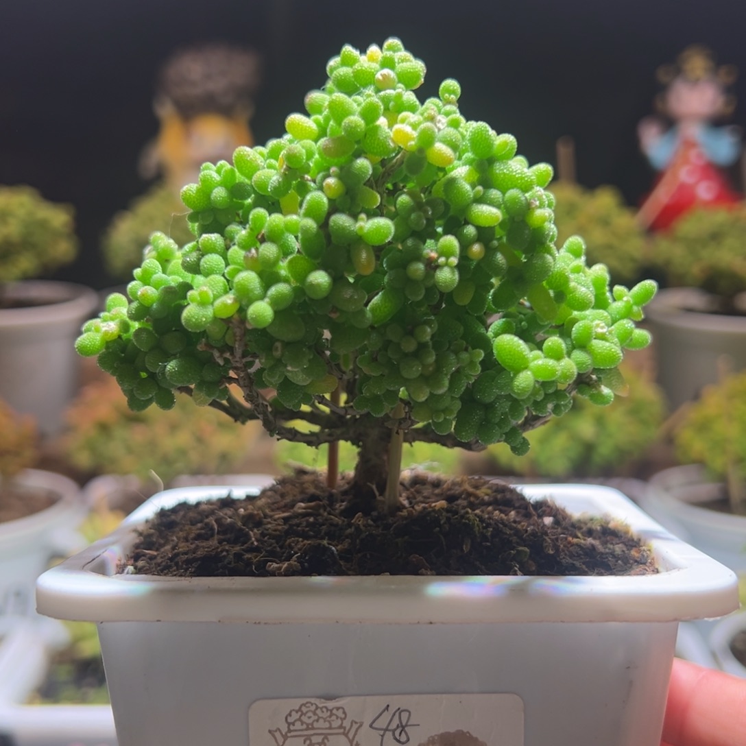 240金桔一物一拍包开箱