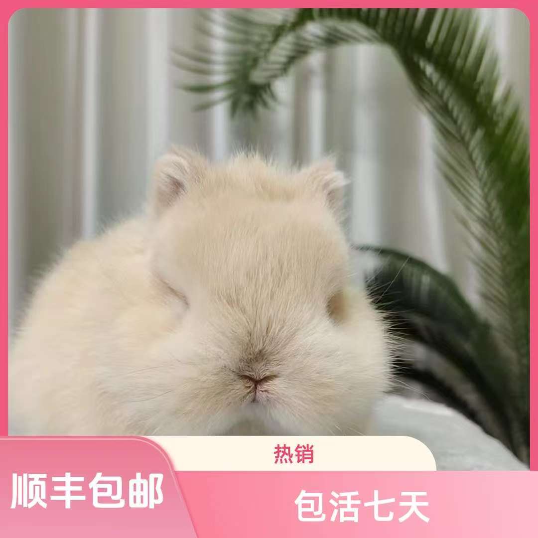 活体宠物兔直播间一对一挑选不支持七天无理由买了就要认真对待