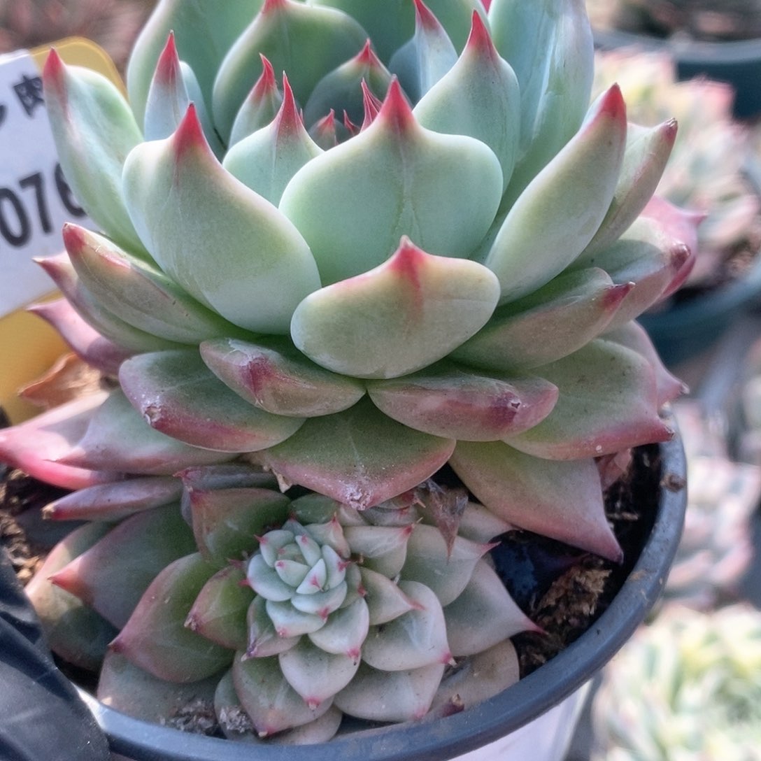 076锦锦锦锦锦锦锦