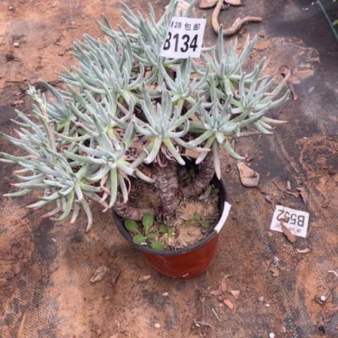 134爱度莉丝不包断枝