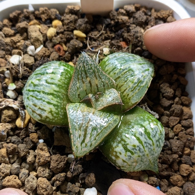 【闪购商品】30实生