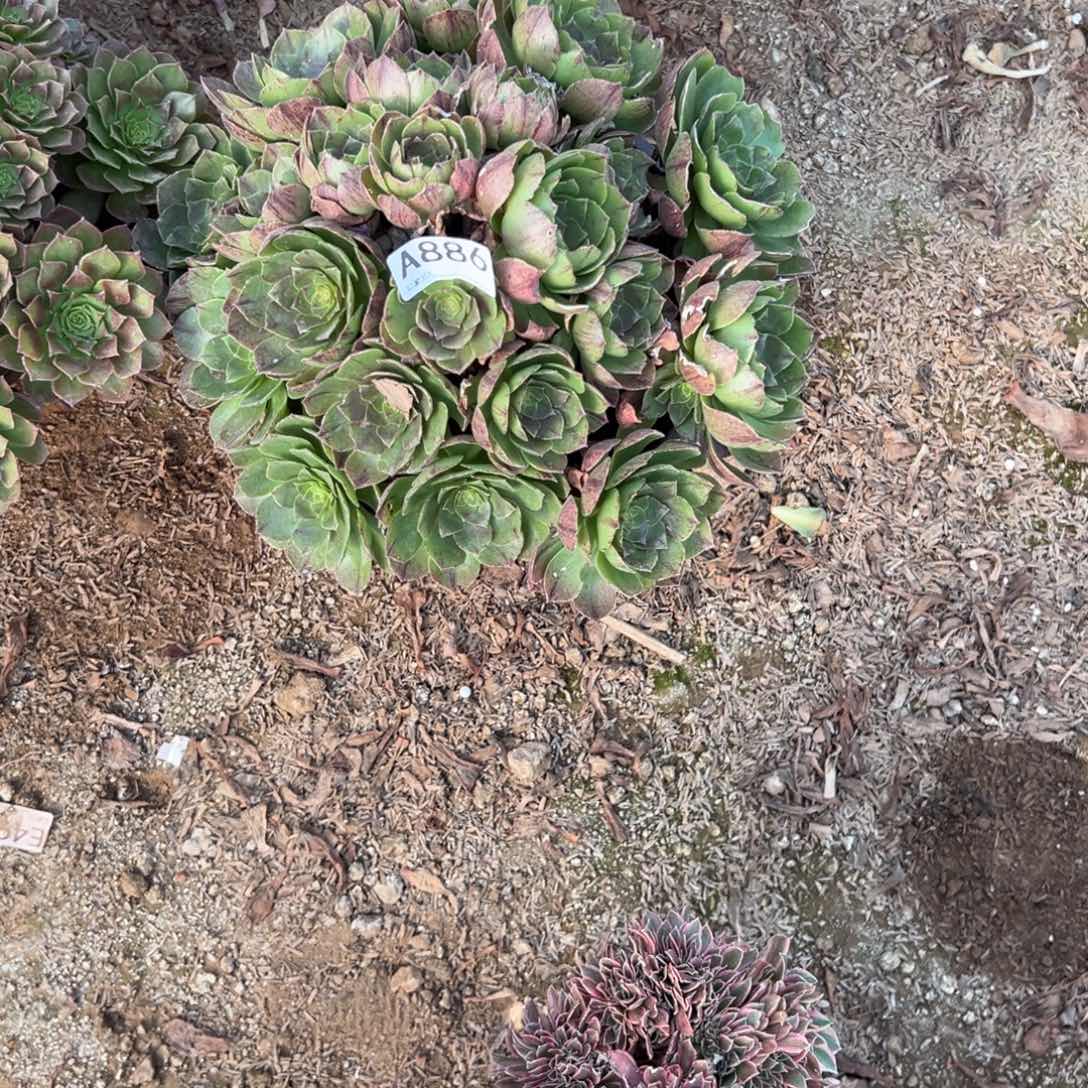 886沙拉碗多肉植物法师
