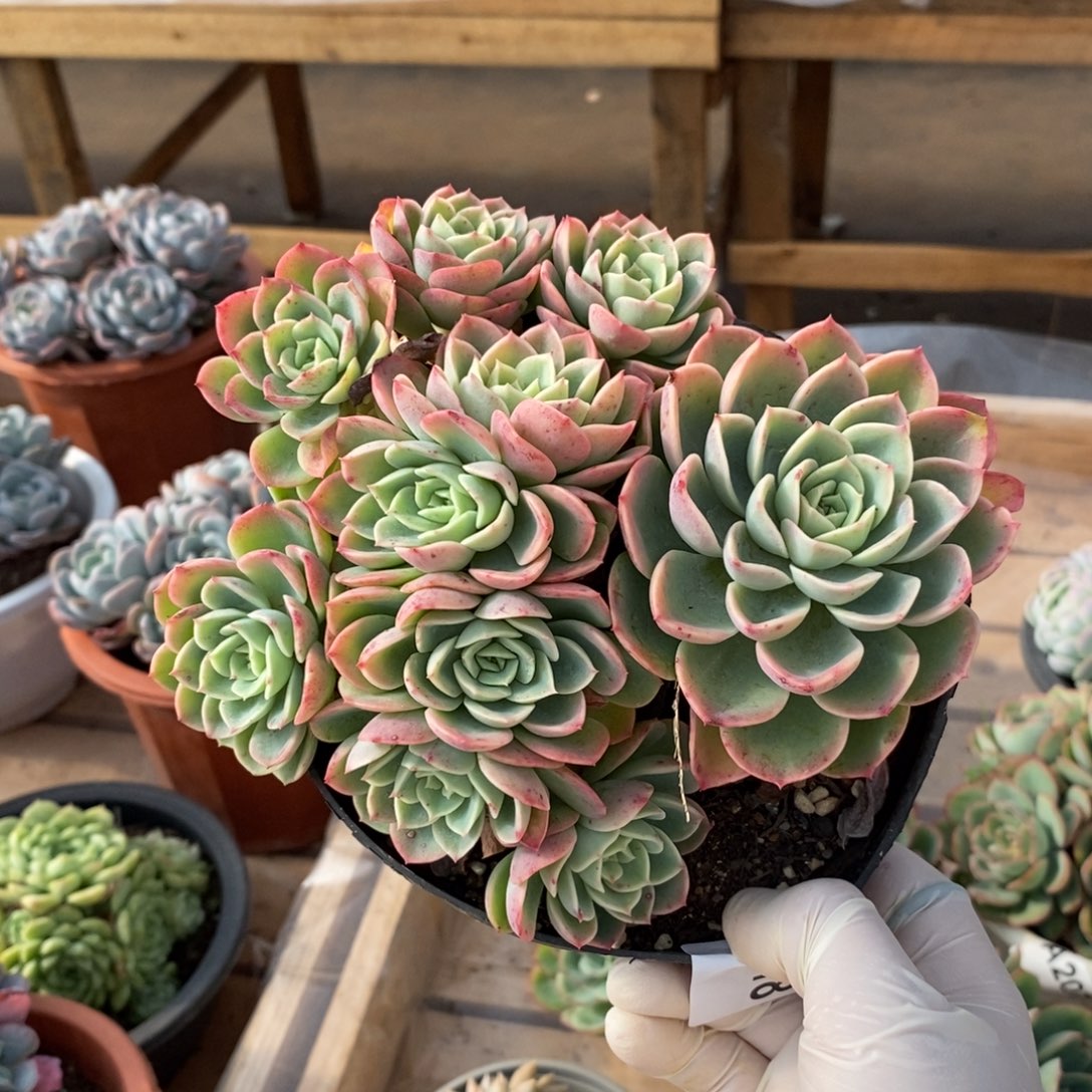 318哈密瓜朵朵缀一物一拍