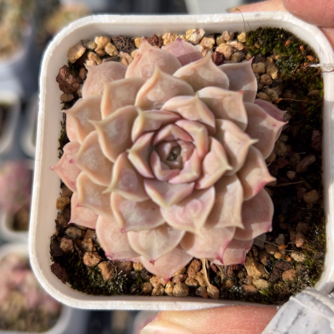 瘤财精控多肉一物一拍