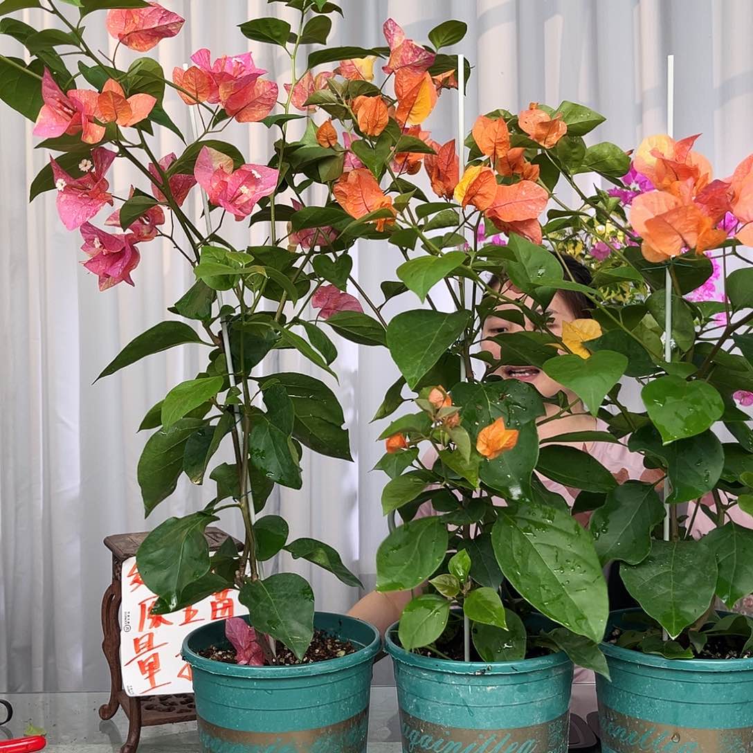 当前无花栽培后可以开花阿达娜带竹一颗