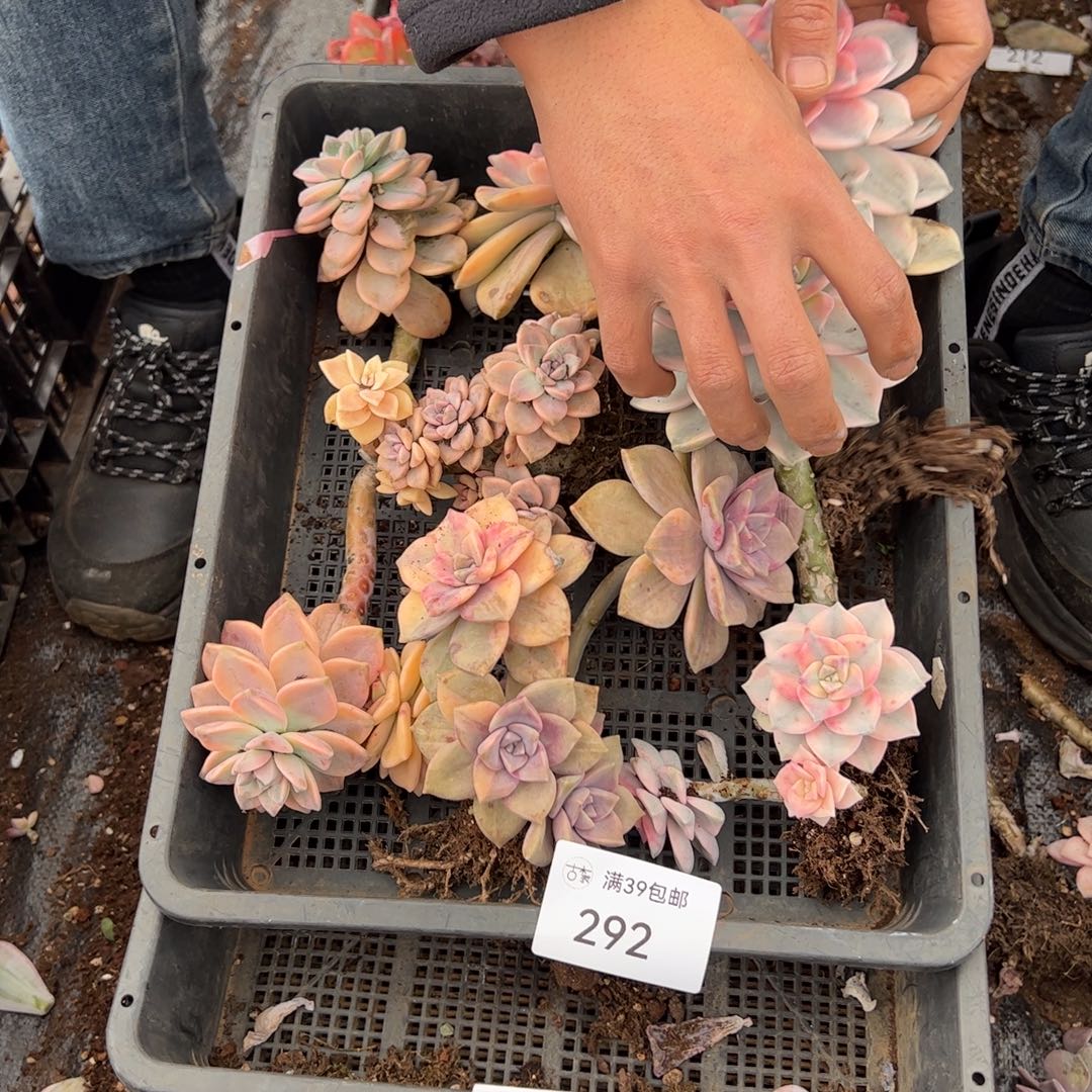 292紫乐锦老桩多肉植物