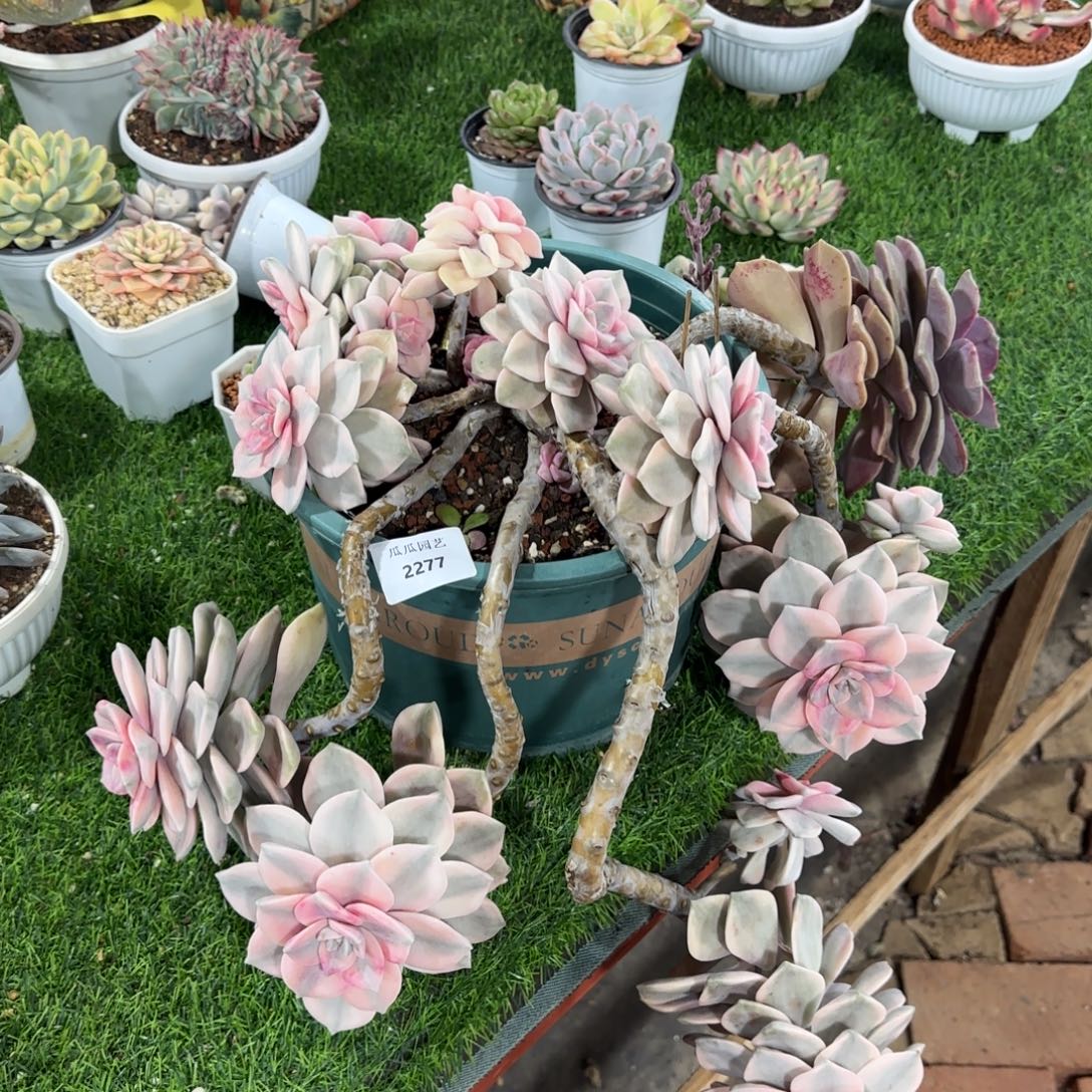 2277大紫乐锦多肉植物的时候
