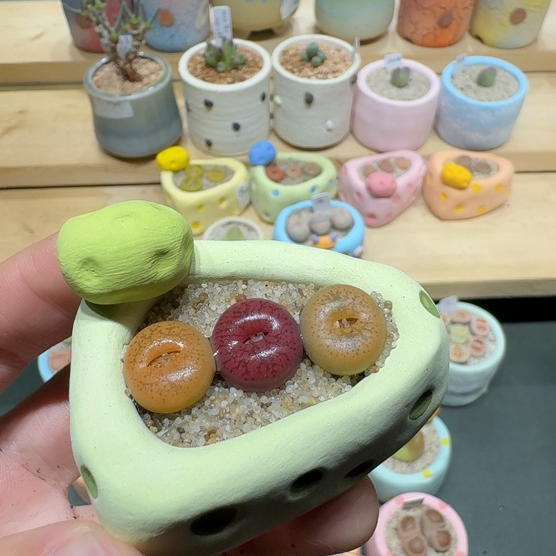 红陶蘑菇850日轮