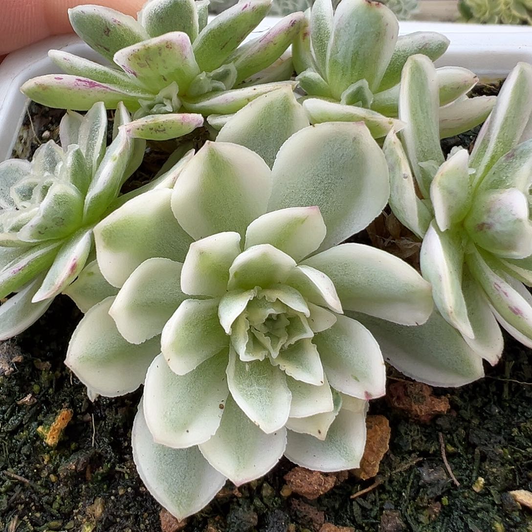 山地玫瑰锦秋夕1004号