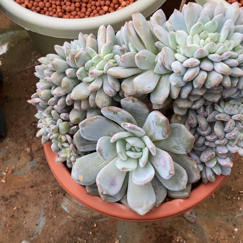 【闪购商品】糯**子