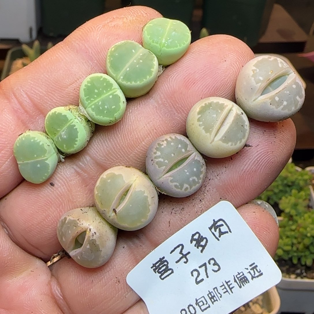 橄榄10颗福利。        