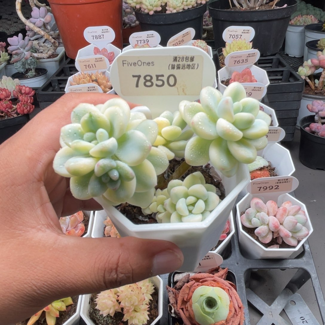 7850劳尔锦5.0厘米