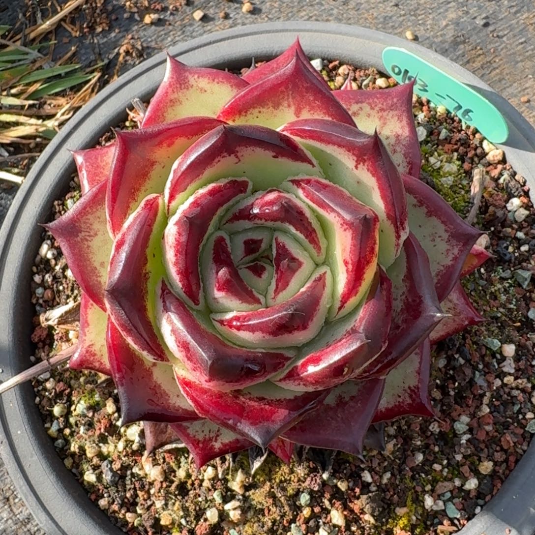 红***从前慢多肉精选编号0103.76