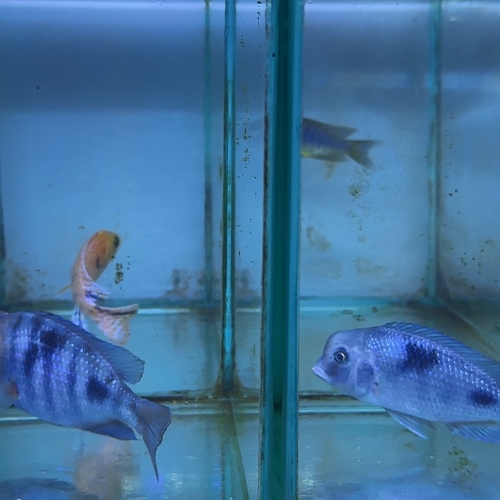 许***进慈鲷鱼29号31号11111111