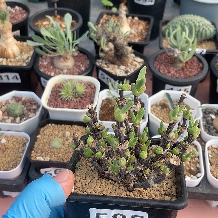 585枝干兔子老桩，