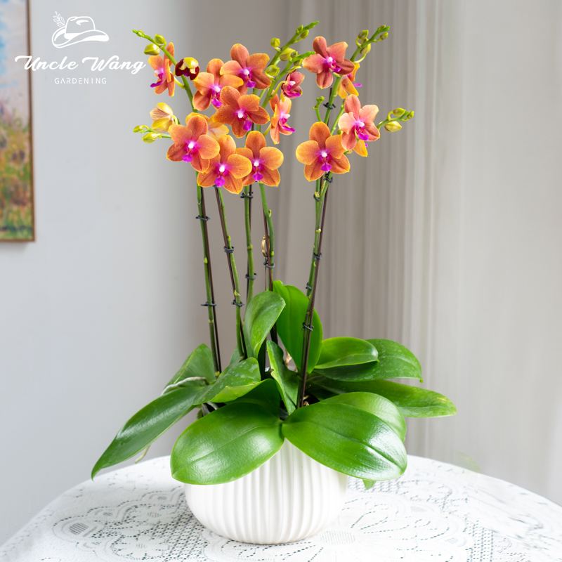 种花王大爷 蝴蝶兰香恋博格林盆栽带花苞客厅花卉乔迁鲜花节日