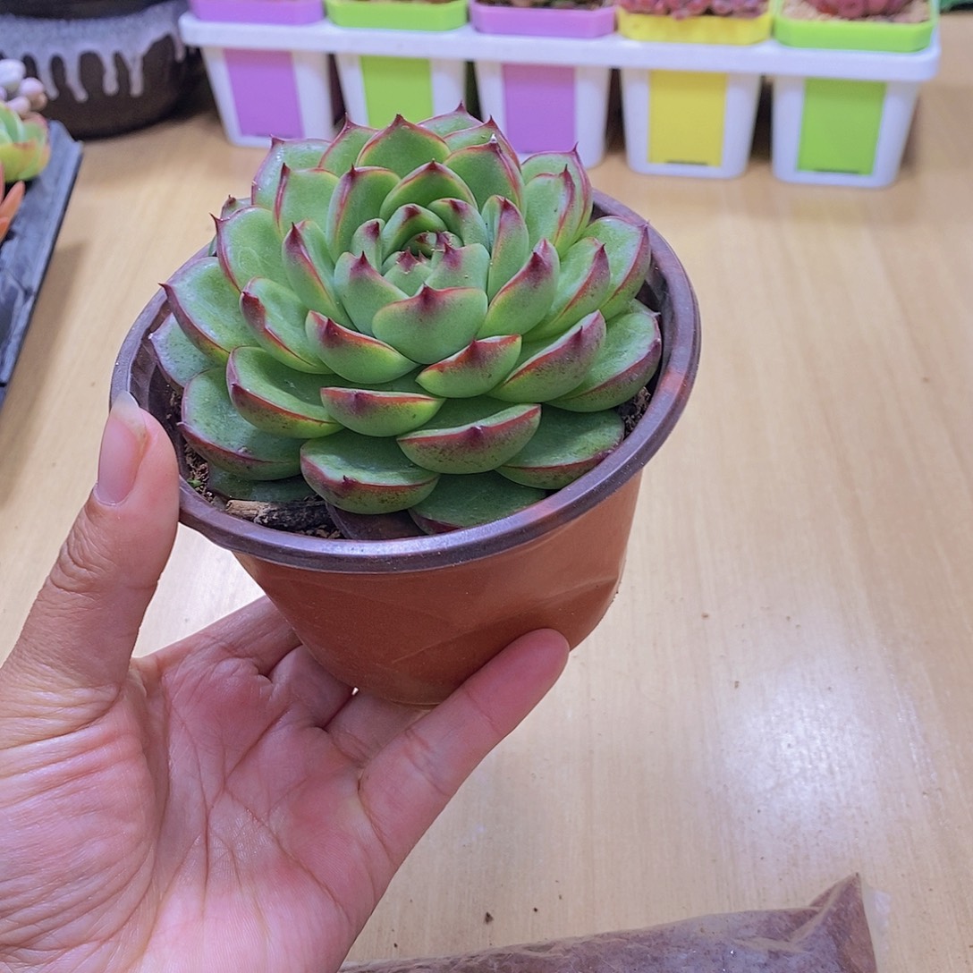 无花朵多肉植物月亮石110