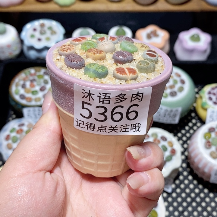 s***）带盆土植物 一物一拍5366