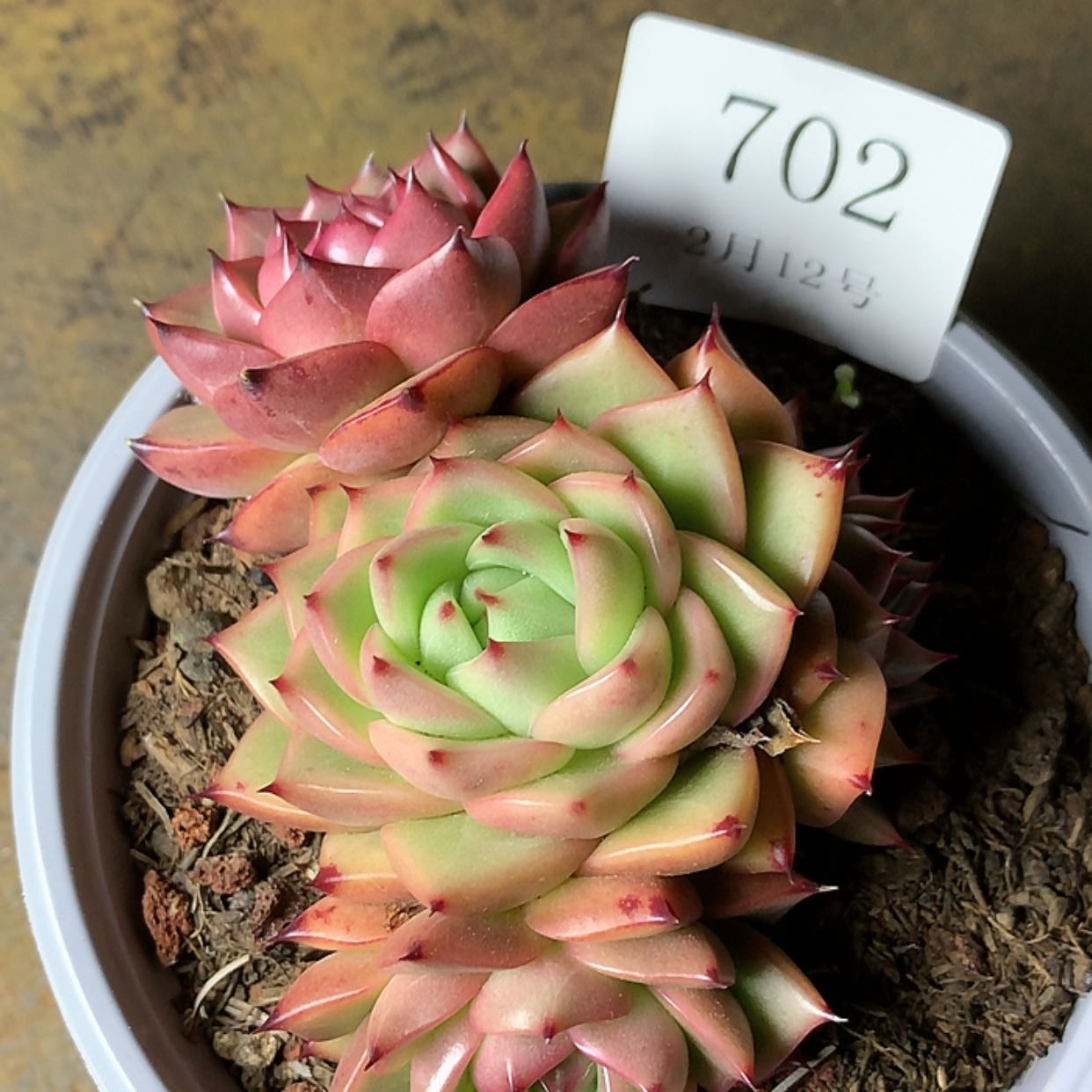 【闪购商品】云702