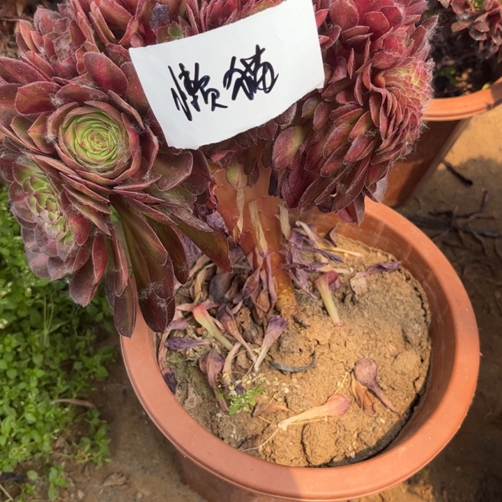 ღ****懒猫抹茶小颗缀化福利