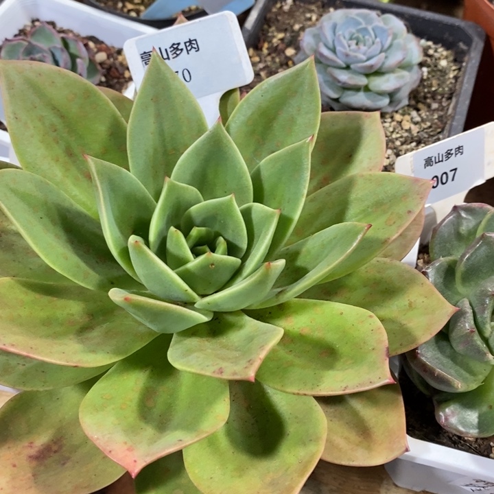 D170- 开播福利 翠鸟