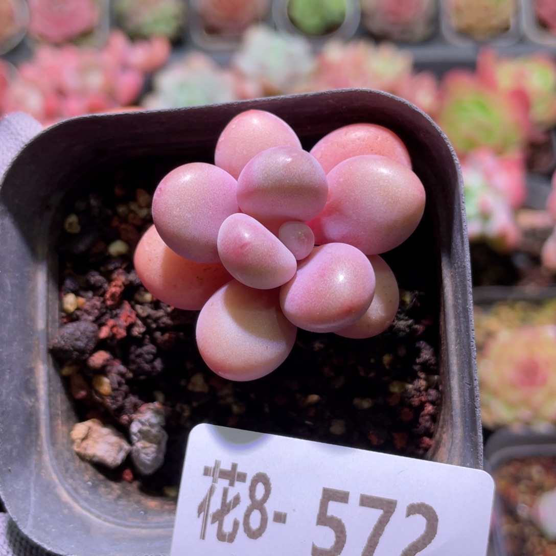 花利美8-572桃蛋 