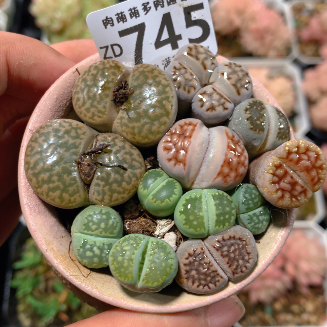 5CM拇指盆精控多肉ZD745