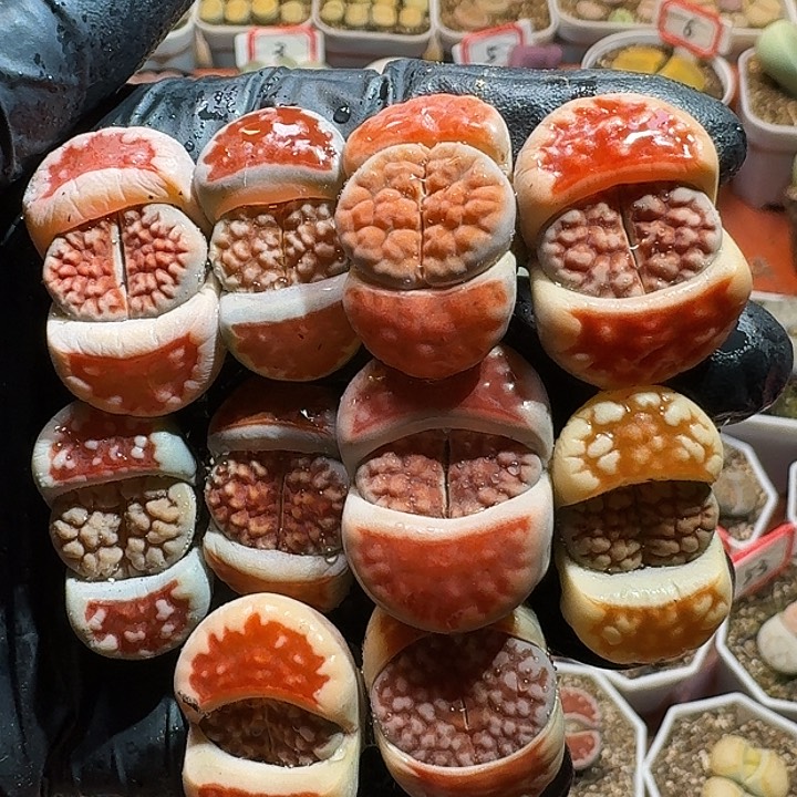 生石花1111111。  298