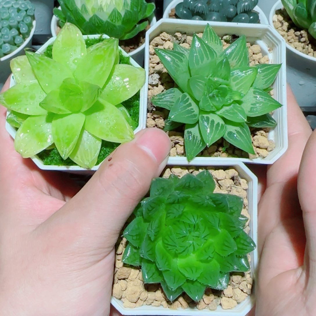 3盆套餐玉露多肉植物