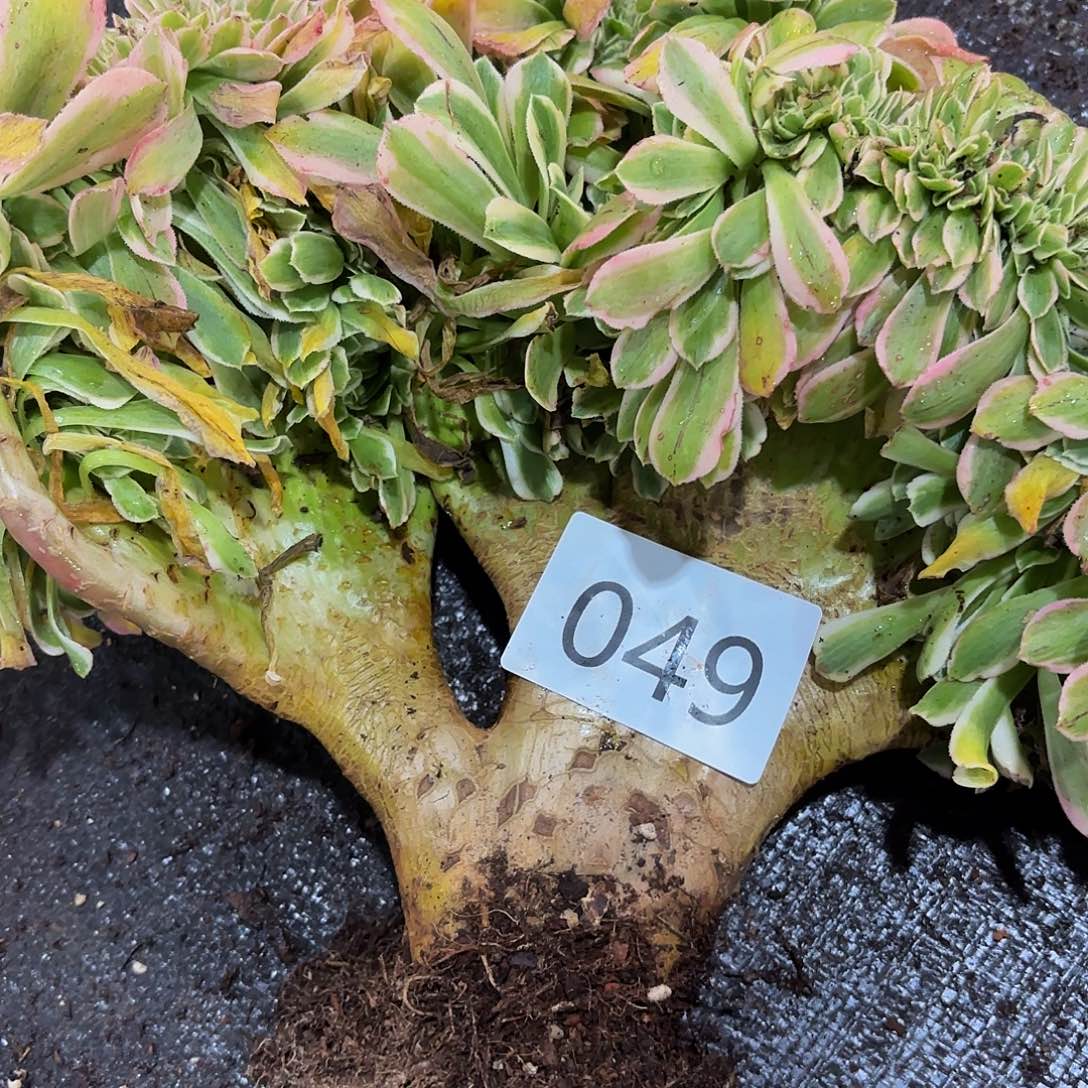 多肉植物福利来049