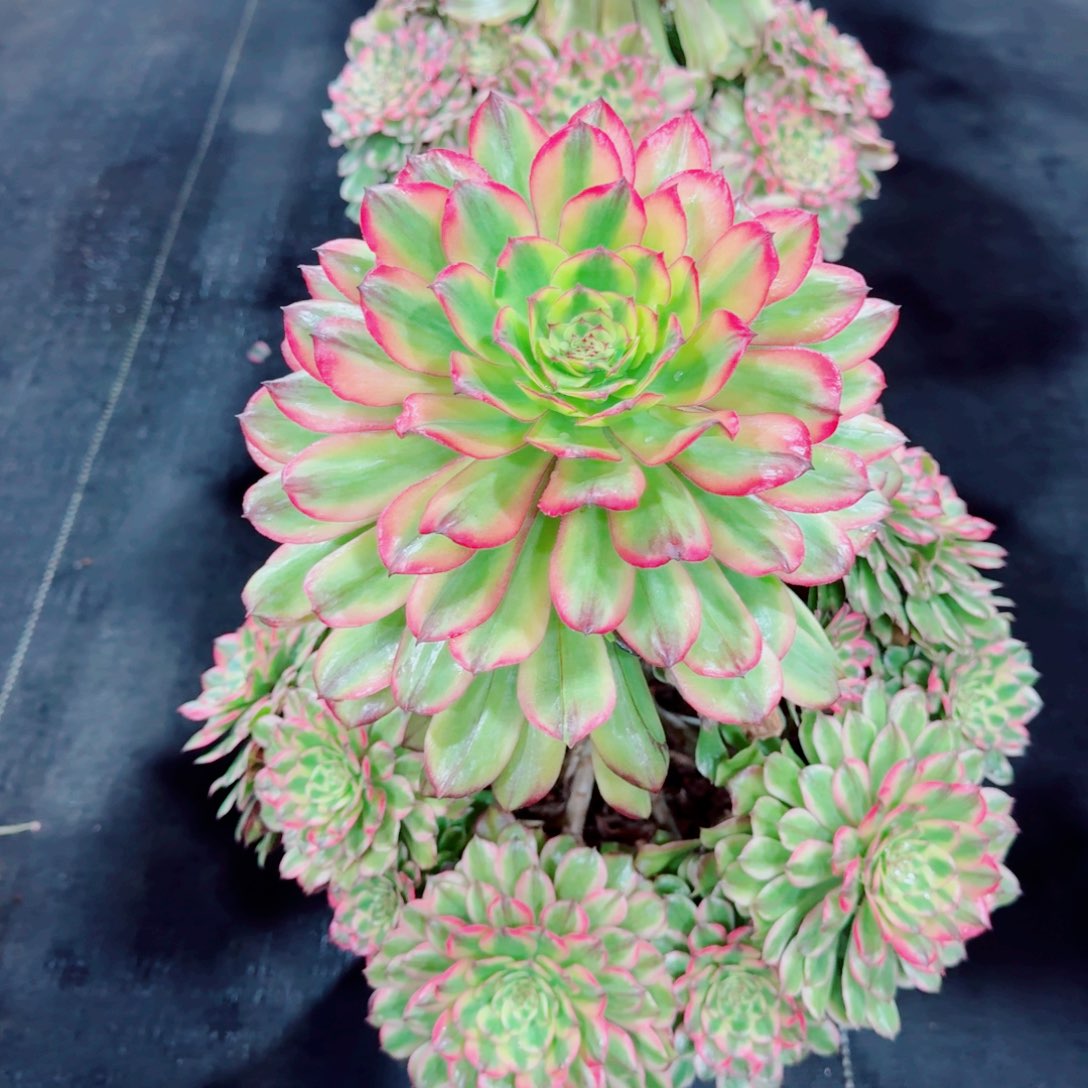 多肉植物发货发货