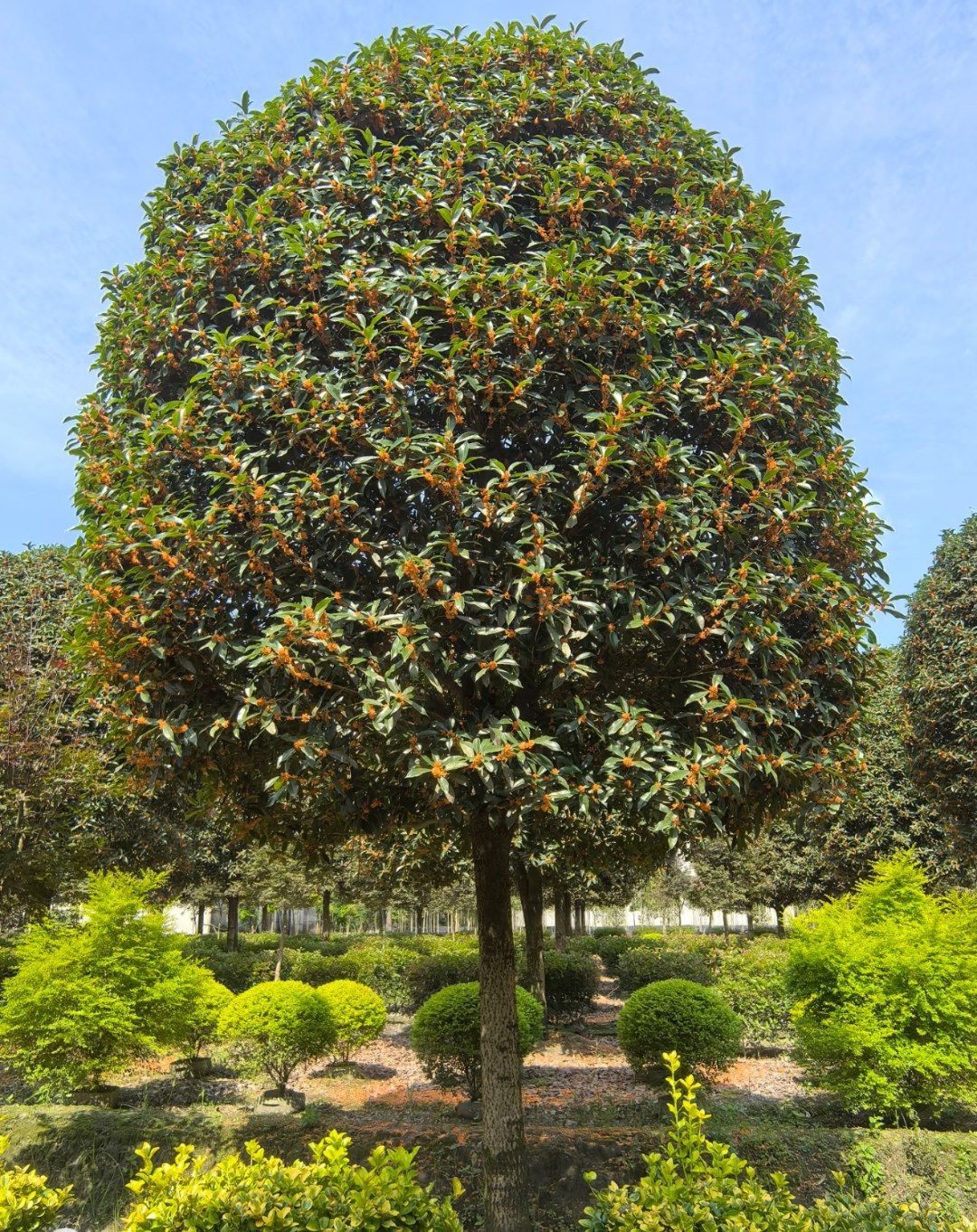 桂花树苗盆栽地栽皆可浓香型花卉 3号链接