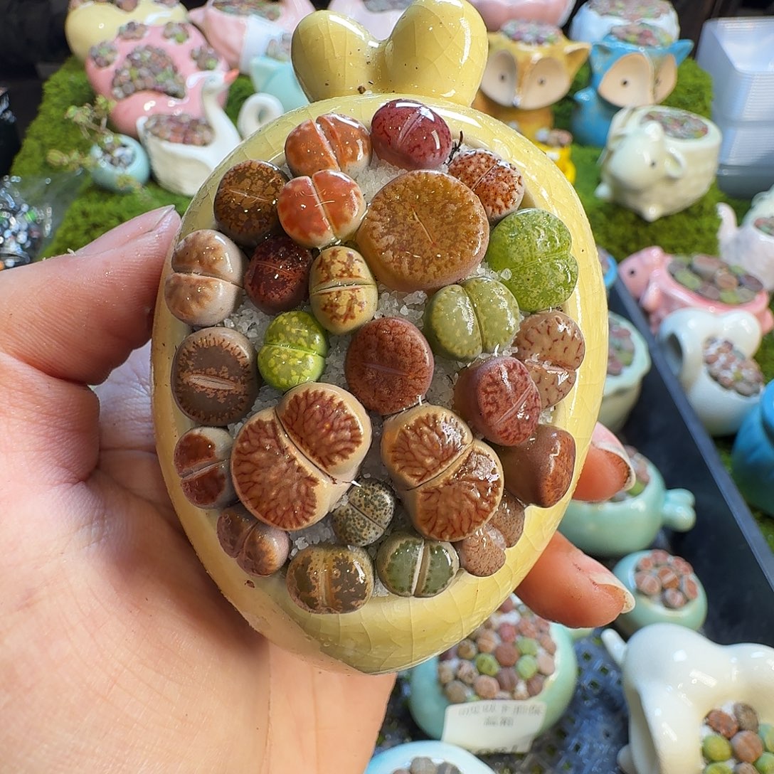 多肉植物的生长1116