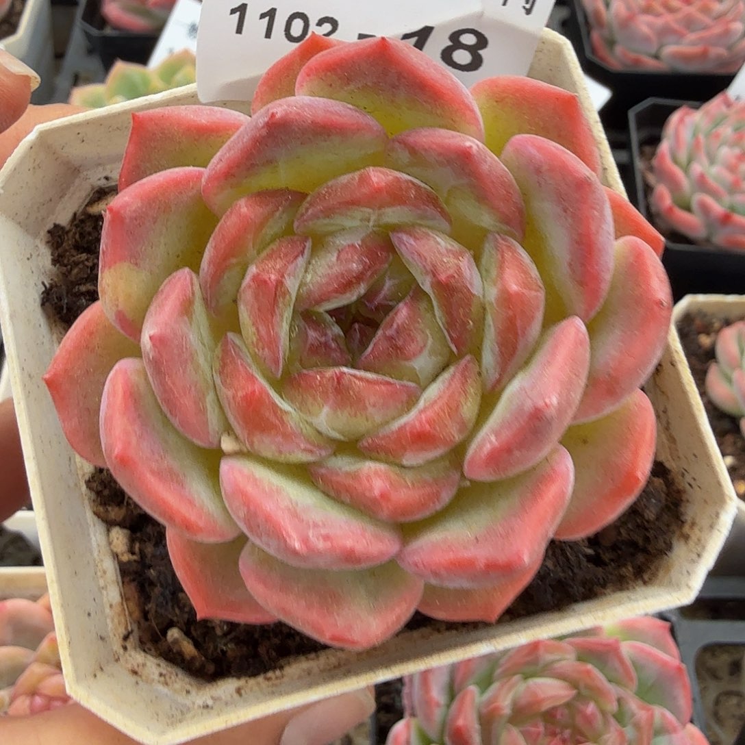 1102-18单颗珍妮多肉