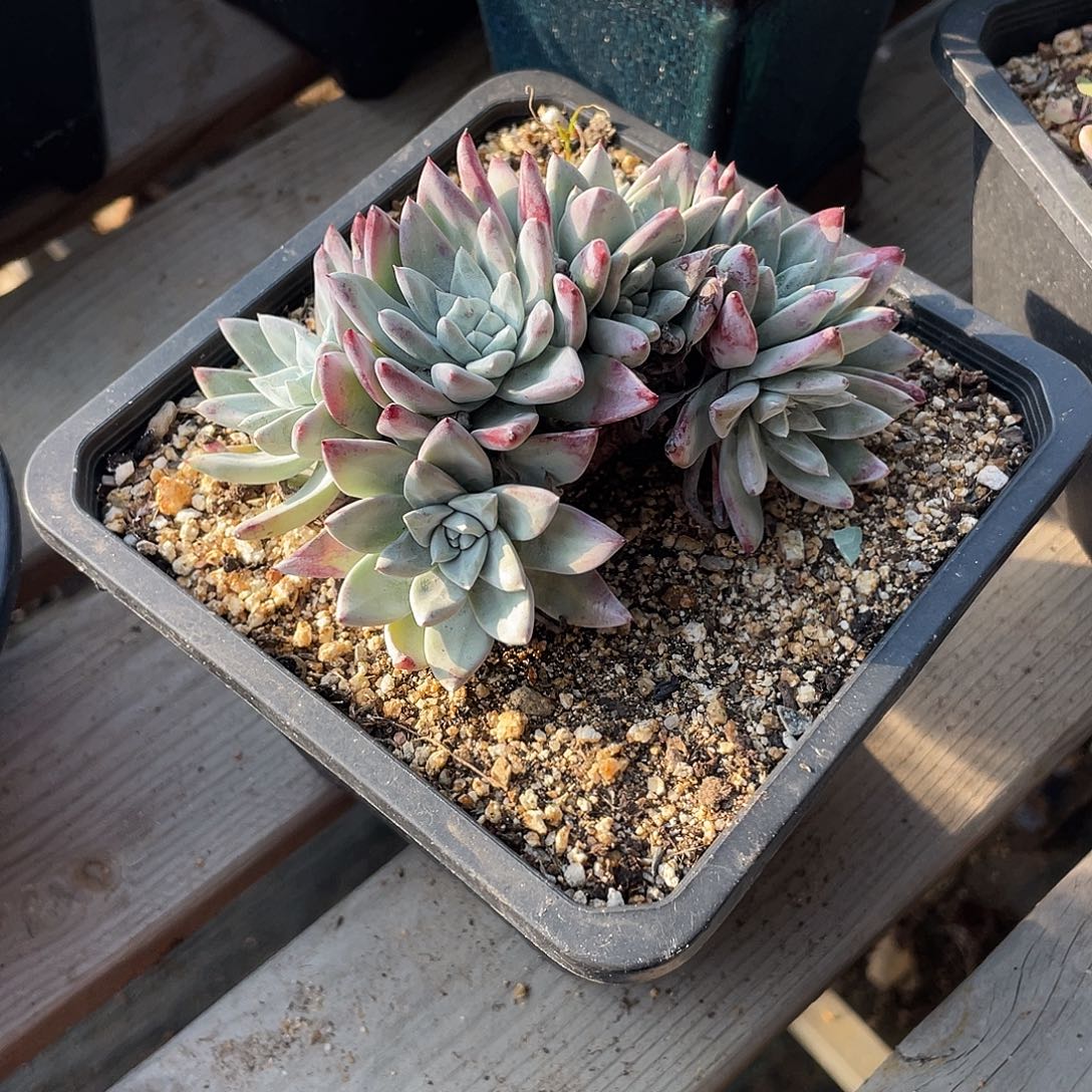 晨溪园艺仙女杯呀