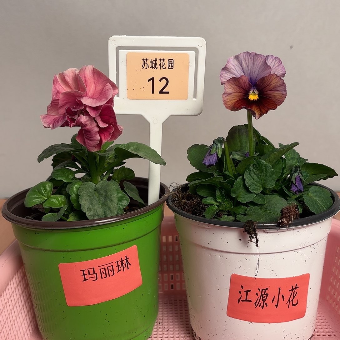 大部分开放少量花苞12