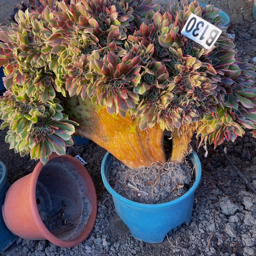 女神法师28////32偏远除外包邮