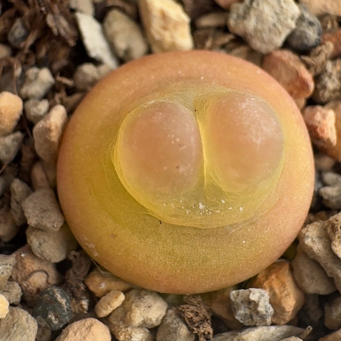 拉登-粉体大鼓啾啾尺寸1.5