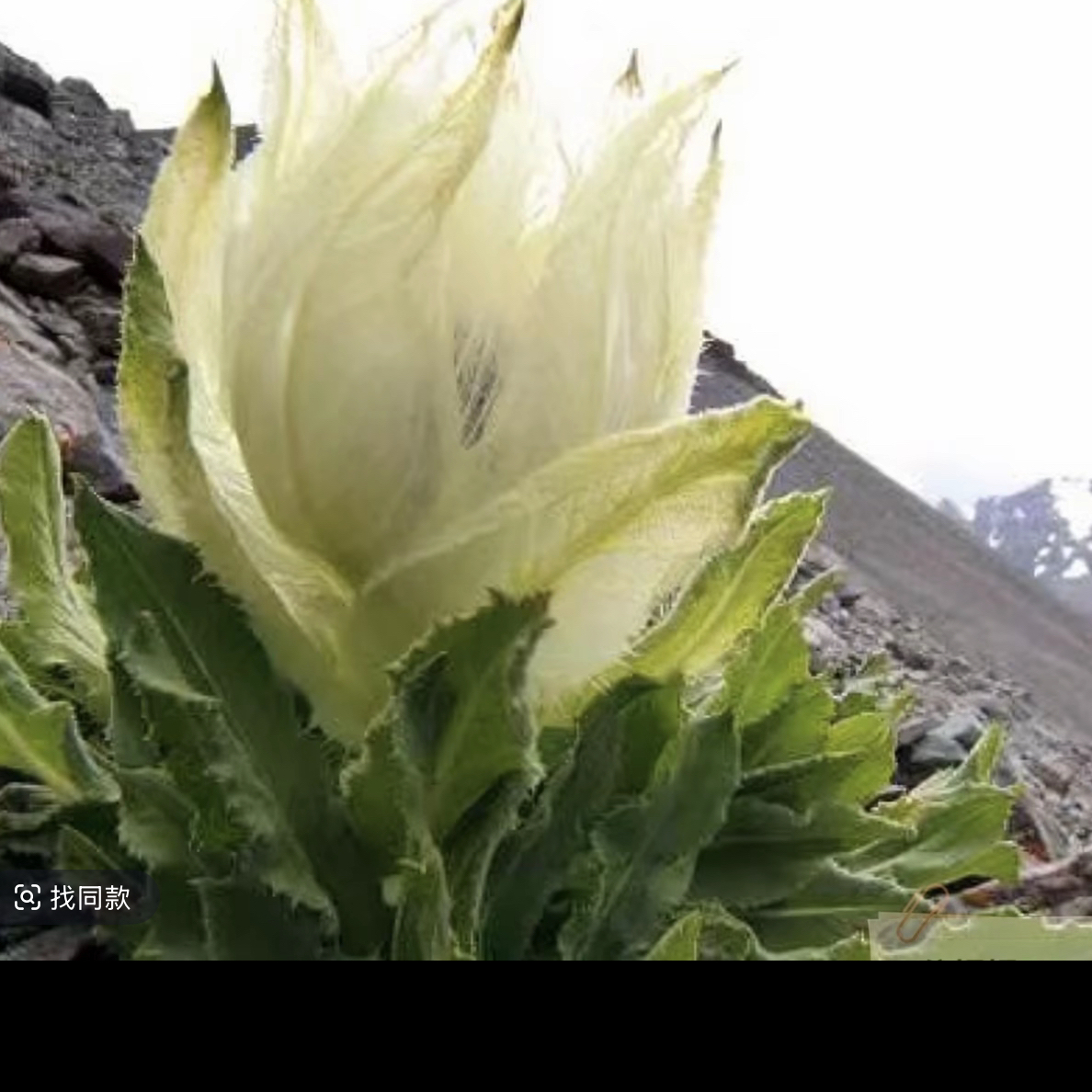 初醒云物（塔格依力斯雪莲花）苞叶雪莲、大山自然晒干无硫熏