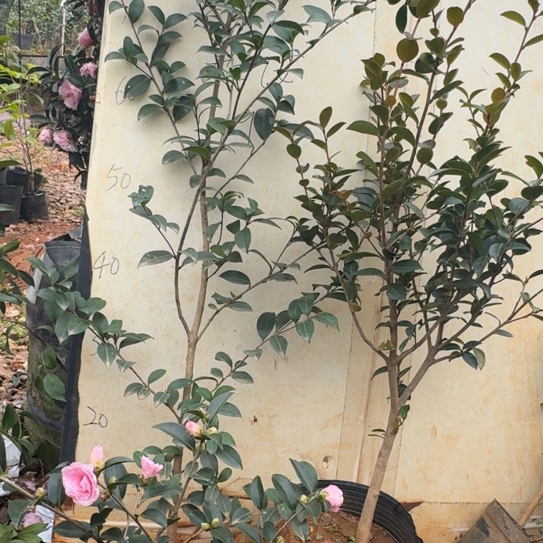 完全开放英八茶梅两颗 