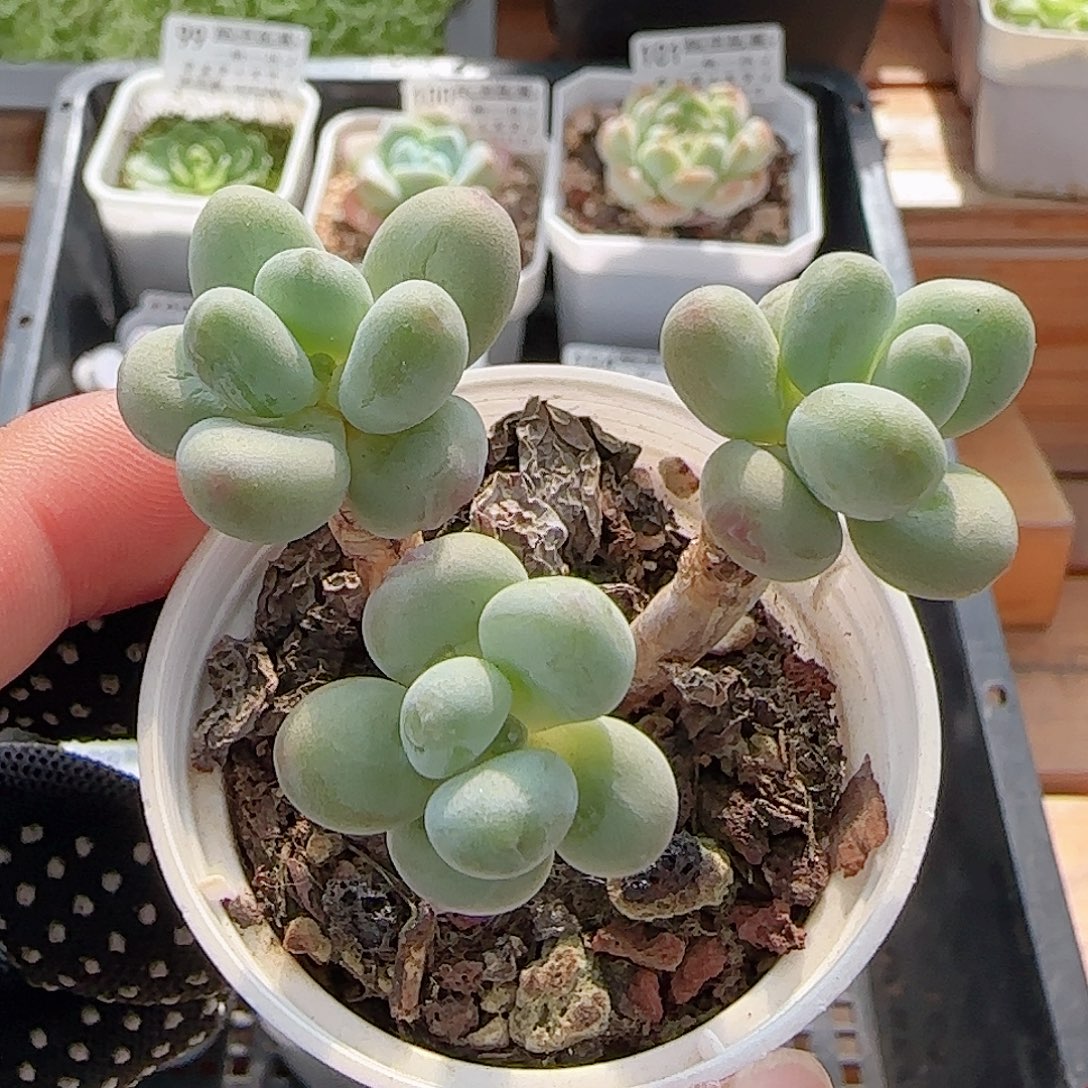 多肉0811-110苹果美人小老桩